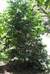 Coffea arabica   - Habit