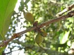 Coffea mauritiana   - Green fruit on branch