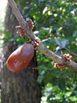 Coffea mauritiana   - Ripe fruit