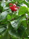 Hibiscus elatus   - Flower with leaves