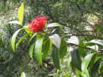 Ixora casei   - Flowering branch