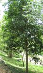 Morinda latibracteata   - Habit
