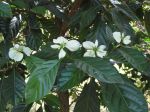 Morinda latibracteata   - Leaves and flowers