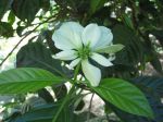 Morinda latibracteata   - Flower detail