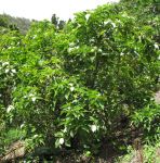 Mussaenda raiateensis   - Habit