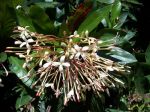 Ixora hookeri   - Inflorescence