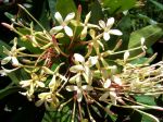 Ixora hookeri   - Inflorescence detail