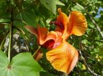 Kokia kauaiensis   - Flower