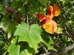 Kokia kauaiensis   - Leaves and flower