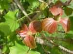Kokia kauaiensis   - Bracts with unopened corolla