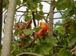 Kokia kauaiensis   - Branch with bracts, unopened corolla and flower