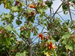 Kokia kauaiensis   - Branches with flowers