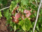 Kokia kauaiensis   - Leaf detail, bracts and forming corolla
