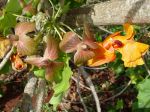 Kokia kauaiensis   - Bracts with opening flower