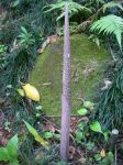 Amorphophallus lambii   - New leaf emerging from ground