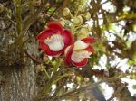 Couroupita guianensis   - Flowers and buds on stem