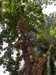 Couroupita guianensis   - Flowering habit on tree trunk