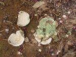 Couroupita guianensis   - Broken fruit shell revealing separated inner casing containing seeds