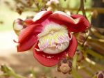 Couroupita guianensis   - Flower detail