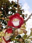 Couroupita guianensis   - Flowers and buds