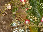 Couroupita guianensis   - Tree trunk with formed fruit and flowers on tree trunk