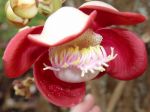 Couroupita guianensis   - Flower detail