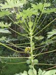Carica papaya   - Top of plant with young fruits, flowers