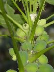 Carica papaya   - Female flowers and young fruits
