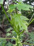 Carica papaya   - New leaves and hermaphroditic flowers