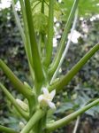 Carica papaya   - Female flower and buds