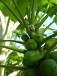 Carica papaya   - Flower and developing fruits