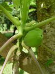 Carica papaya   - Stem with fruit and flower buds