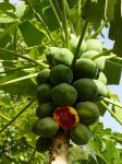 Carica papaya   - Green fruits, ripe one eaten by birds