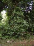 Morinda citrifolia   - Habit
