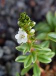 Lysimachia mauritiana   - Stem with buds and flowers