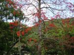Brachychiton acerifolius   - Flowering tree, habit