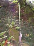 Amorphophallus lambii   - New leaf emerging, still folded