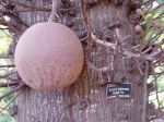 Couroupita guianensis   - Fruit