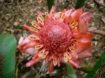 Etlingera elatior   - Inflorescence fully open exposing yellow rimmed flowers