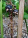 Renealmia alpina   - Fruit