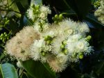 Syzygium samarangense   - Flower