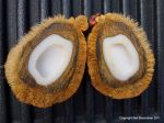 Hyphaene thebaica   - Fruit cut in half