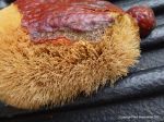 Hyphaene thebaica   - Fruit showing fibers under pericarp
