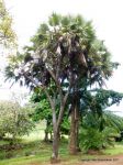 Hyphaene thebaica   - Habit