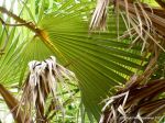 Hyphaene thebaica   - Leaf