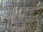 Hyphaene thebaica   - Trunk showing leaf scars