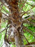 Hyphaene thebaica   - Trunk showing leaf bases and inflorescences