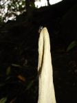 Amorphophallus lambii   - Fly is drawn to putrid smell