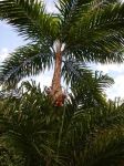 Bactris gasipaes   - Habit
