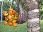Bactris gasipaes   - Ripening fruit, spathe and bands of spines on trunk